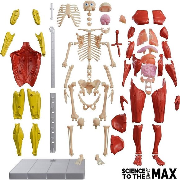 14” Tall 60 Piece Fully Poseabl Removable Muscles Organs Interactive Hum… - Picture 5 of 7